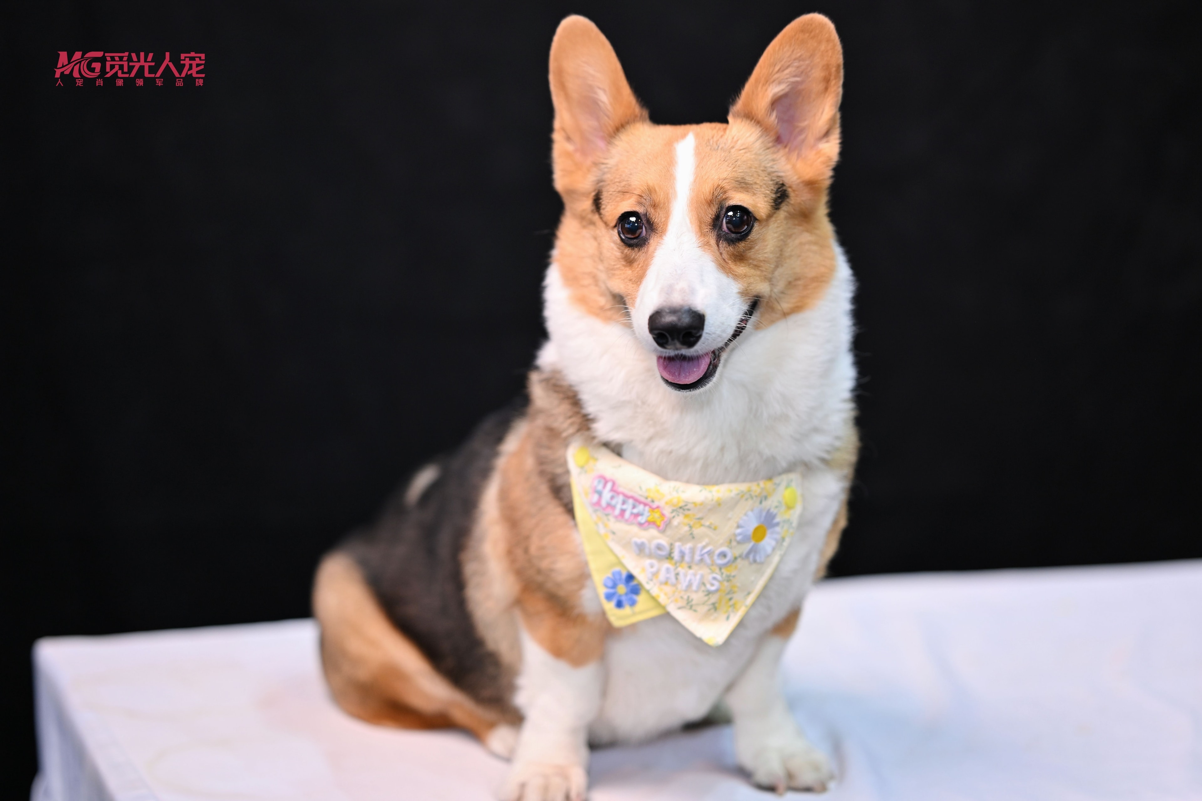 Monki the Corgi