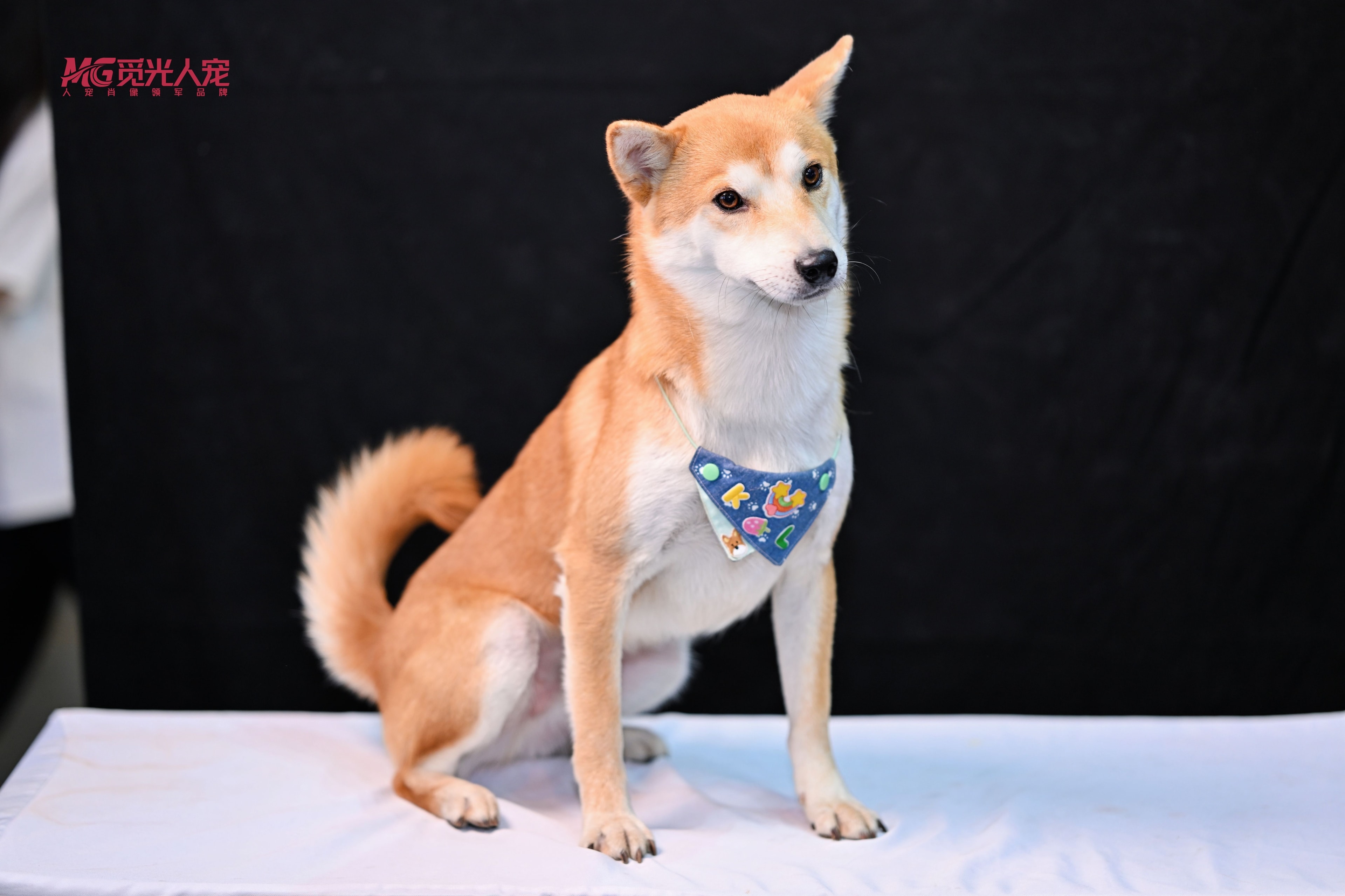 Cola the Shiba Inu